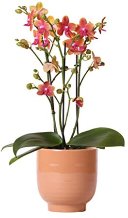 Kolibri Orchids | Orange duftende Phalaenopsis-Orchidee im cognacfarbenen Stripe-Ziertopf - Topfgröße Ø12cm