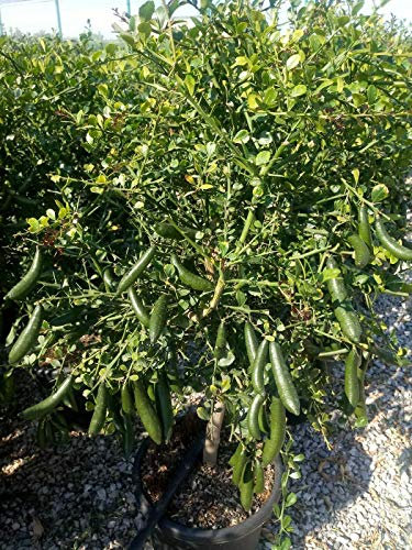 Limone caviale giallo Citrus australasica pianta di Finger Lime in mastello ø40 cm Vivaio di Castelletto
