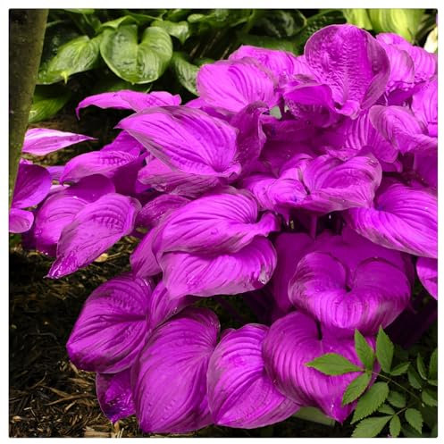Excellent Display, Hosta Bulbs for Planting, Wedding Flowers,Cut Flowers, Natural Organic, Good for Containers-10 Bulbs-J