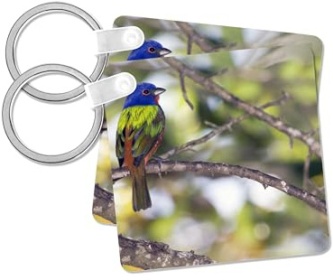 3dRose, Mating Pair of Painted Bunting birds - US10 BFR0062 - Bernard Friel, set of 2 Key Chains