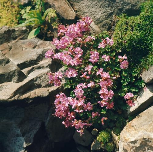 Geranium dalmaticum – 9x9 cm Topf – Winterhart, Mehrjährig, Pflegeleicht – Dalmatiner-Storchschnabel – Bodendecker für Steingarten & Beet