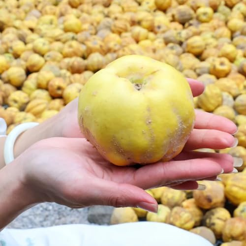 comprar semillas de membrillo, invernaderos de balcón regalos para jardineros variedades antiguas raras jardín columnar huerta 55pcs