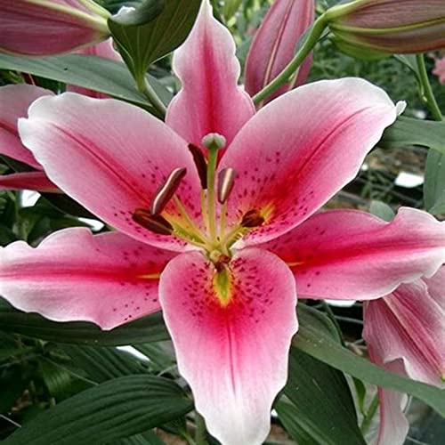 Dei Giardinieri Alle Prime Armi Giglio Sembra Nobile Ed Elegante Bulbi Di Giglio, Giglio Ha Un Odore Forte E Dolce Giglio, I Gigli Sono Adatti Per La Coltivazione -10bulbi-G