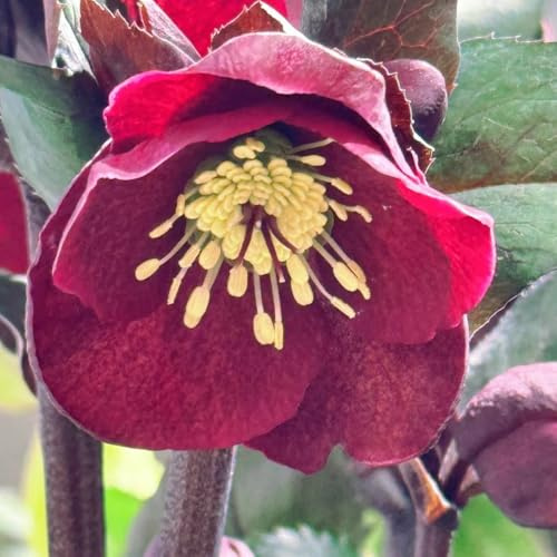 christrose wildblumensamen frühlingsblumen blumensamen kaufen christrosen gartenblumen mehrjährig winterhart kräutersamen balkon garten gartendeko für draußen garten hochbeet 50samen