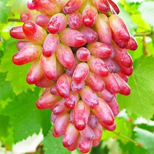 Weintrauben Kernlos Winterhartes, Trauben Kernlos, Garten Tafeltraube, Exklusive, Winterhart Traubenwurzel, Winterhart Elegante,-3 Weinreben -H