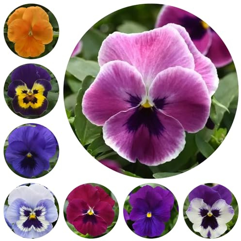 semi di viola del pensiero resistenti - giardino da balcone violetta cornuta estivi perenni decorazione 1000pcs