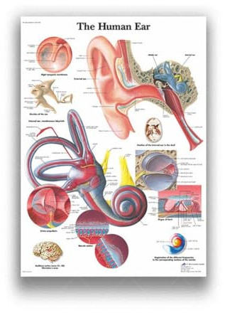 1 St Mänskligt Muskel- Och Skelettsystem Anatomi Affisch Medicinsk Väggdekoration Utbildning Canvas Målning Klistermärke
