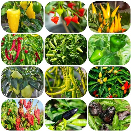 semillas de chile - jardín exóticas variedades antiguas, raras 550pcs