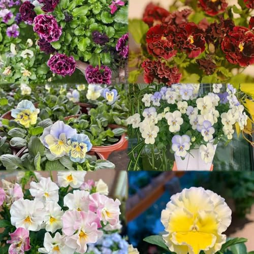 stiefmütterchen pflanzenkübel garten bonsai topf wiesenblumen blumensamen pflanzensamen winterfeste für garten kräutergarten wiesensaatgut gartensamen 250samen