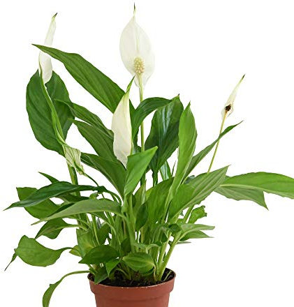 Spathiphyllum (Peace Lily) Chopin Ultimo House Plant Tender Perennial Flowering Houseplant Plants Easy to Grow Your Own 1x 9cm Potted Plant by Thompson and Morgan