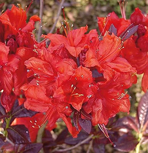 Azalee Royal Command 30-40cm - Rhododendron luteum - Alpenrose