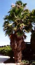 5 semi di Washingtonia robusta MESSICO Palma SEMI esotiche:Seeds