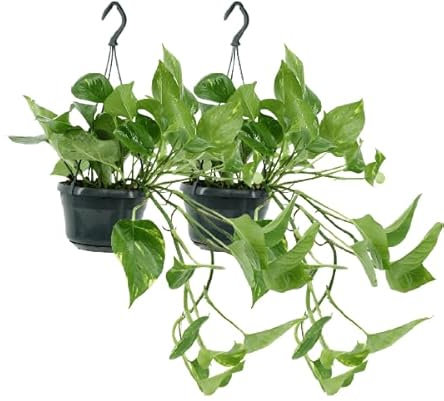 Efeutute – Epipremnum Aureum Scindapsus – Zimmerpflanze – Ø15cm – ca. 25cm hoch – 2 Pflanzen – pflegeleichte Kletter- oder Hängepflanze