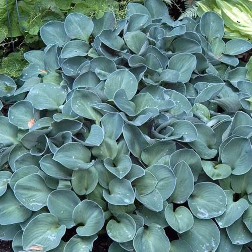 funkiensamen, heilkräuter garten geschenk, blumensamen balkon funkien hosta, steingartenpflanzen winterhart gartenblumen küchenkräuter 250samen