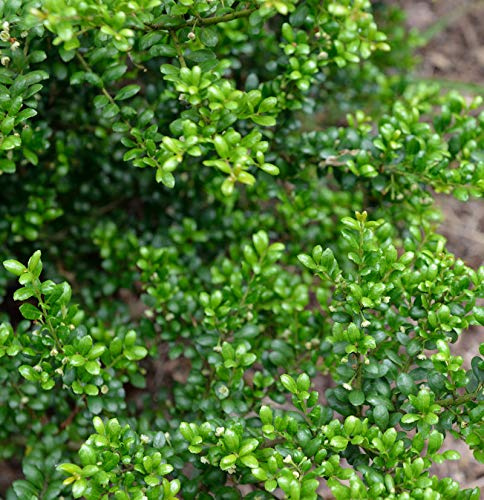 Japanische Stechpalme Ilex Green Hedge 25-30cm - ilex crenata - lebende Gartenpflanze aus den Baumschulen
