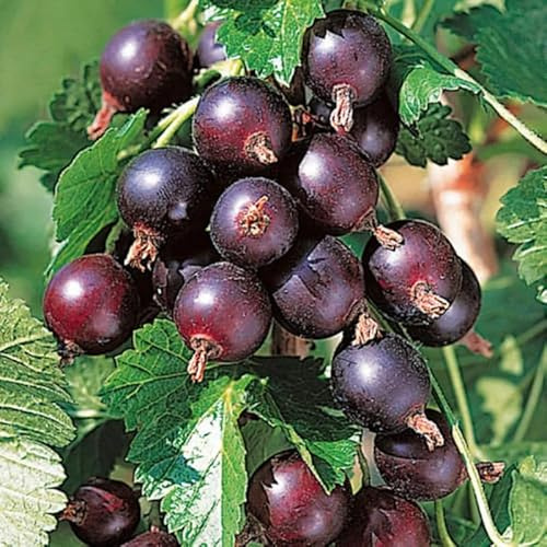 Gooseberry Currant Bush Live Plant, Sweet Gooseberry Plant Live for Planting, Edible Berries 5-9 Inch Tall