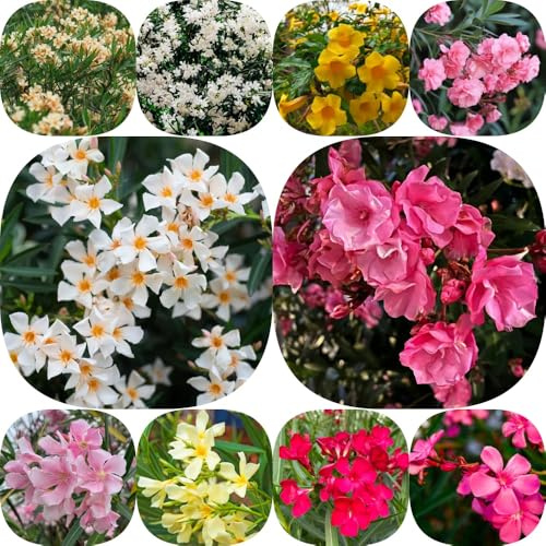 Semi di oleandro - per giardinieri di semi resistenti esotico organico giardino arbusti vecchie varietà selvatici decorazioni giardino per 10pcs