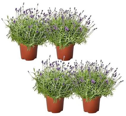 Lavandas Naturales Set de 4 Unidades de Flores de Lavanda