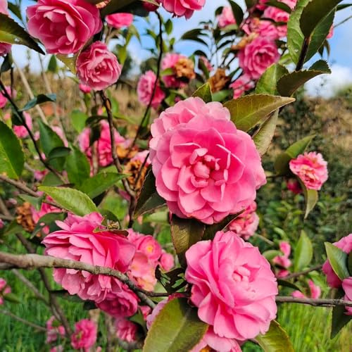 kamelie, kamelien, schnell wachsende züchten, kletterpflanzen winterhart grünpflanzen, gartendeko für draußen gartenpflanzen 8samen