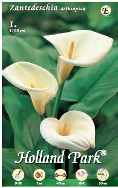 Holland Park bulbi da fiore di molte varietà e colori in sacchetto blister con foto (CALLA BIANCA AETHIOPICA 1 bulbo)