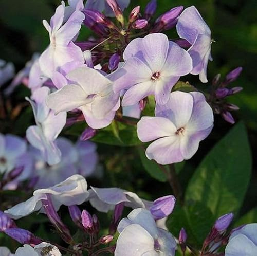Hohe Flammenblume Violetta Gloriosa - Phlox Paniculata - lebende Gartenpflanze aus den Baumschulen