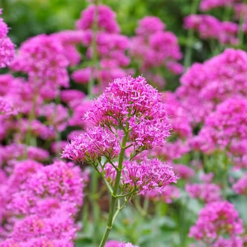 semi di valeriana, giardino roccioso in vaso in vaso, recisi, rialzata varietà biologiche tradizionali decorazione del giardino 250pcs