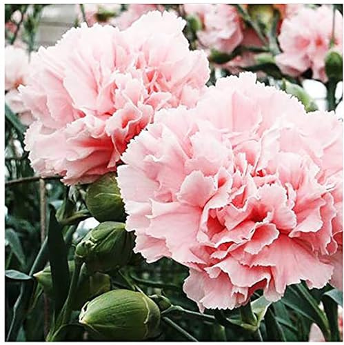Light Pink La France Carnation Seeds