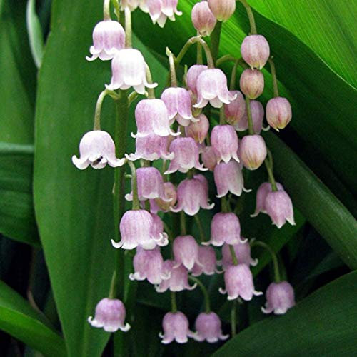 Pink Convallaria Majalis Rosea 'Lily of The Valley' Jumbo Planting Pips x 5