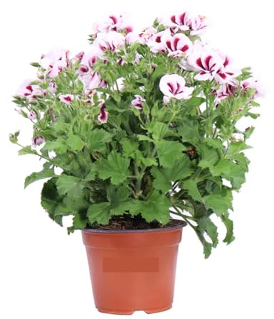 Geranio Imperiale Bianco e Rosso 2 Pezzi | Gerani Imperatore Bianco e Rosso | Fioritura Continua da Maggio a Ottobre | Facili da Coltivare | Giardinaggio, Balconi, Terrazzo e Giardino | 2 Piante