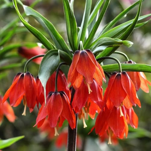 20bulbi fritillaria corona imperiale tuberi perenni, cipolla corona imperiale to perenne, primaverili corone imperiali - resistenti per il giardino