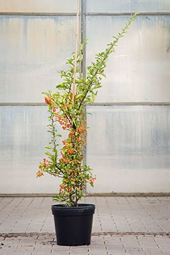 Pyracantha coccinea 'Orange Glow' 100–125 cm – Winterhart, Immergrün, Pflegeleicht – Feuerdorn – Heckenpflanze für Garten & Sichtschutz