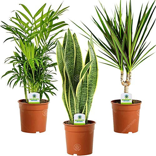 GardenersDream 3X Indoor Plant Mix - Sansevieria Laurentii, Chamaedorea Elegans, and Dracaena Marginata House Plants - Live Indoor Potted Plants - Gifts for Plant Lovers (30-40cm incl. 9cm Pot)