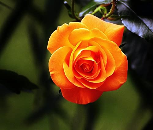 Verdecora Rosal Grandiflora Naranja - Planta Natural con Flor - Rosa Perfumada de plantación (Naranja Betina)