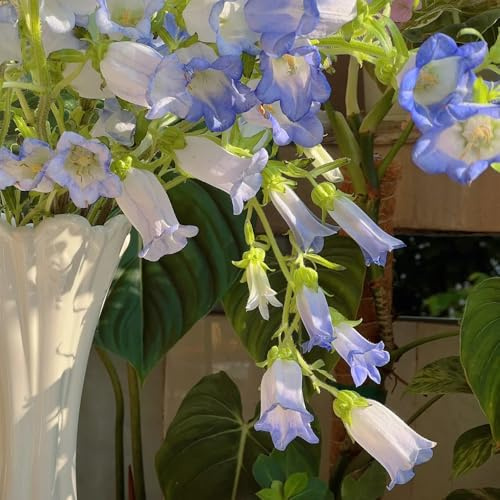 Semi di campanula - da balcone Campanula media - da balcone resistenti per il giardino Le da giardino sono perenni 100pcs