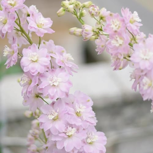 semillas de delphinium silvestre, otoño resistentes Consolida ajacis, silvestres Decoración jardín para exteriores cortadas aptas para las abejas 200pcs