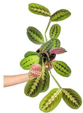 Maranta Tricolor Planta Natural de Interior Fácil de Mantener