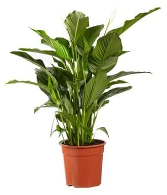 Espatifilo Natural: La Planta con Flores Blancas Perfecta Para Los Amantes de La Naturaleza