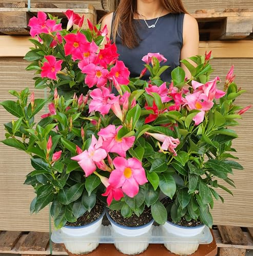 POWERS TO FLOWERS - DIPLADENIA ROSA VASO 14CM DIAMETRO, 2PIANTE, piante vere