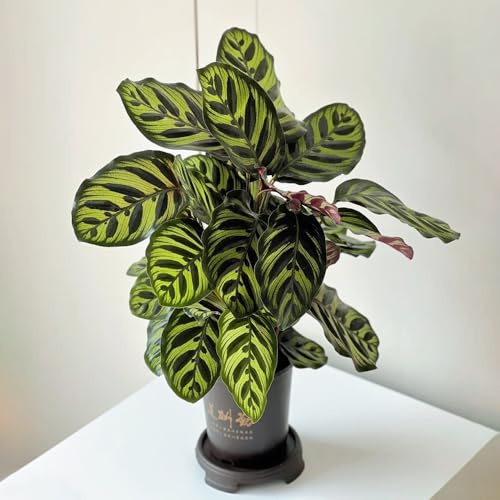 100 piezas semillas de plantas de calathea - Plantas de balcón, plantas en maceta, resistentes. balcón invernadero regalos para los amantes del jardín semillas de bonsái Cultivar