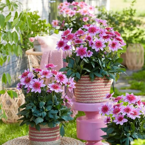 12zwiebeln dahlien blumenzwiebeln luftreinigende zimmerpflanzen, dekoblumen dahlienknollen winterlinge balkon frühlingsblumen herbstblumen