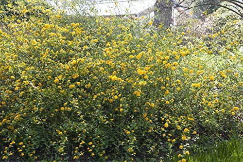 Kerria japonica 'Ranunkelstrauch' - Winterhart & Blühfreudig, C12 Topf, Gestäbt, 150-175cm Garten-Zierstrauch