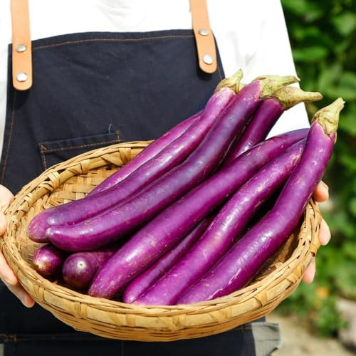 semi di melanzane biologiche - giardino resistenti vecchie varietà balcone 90pcs