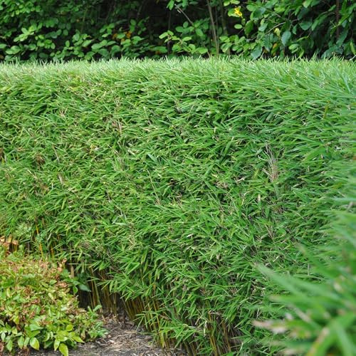 Bambù Fargesia rufa – Pervinca – 2 piante – Bambù verde per siepe, giardino e terrazza – Ø 14 cm altezza circa 35 cm