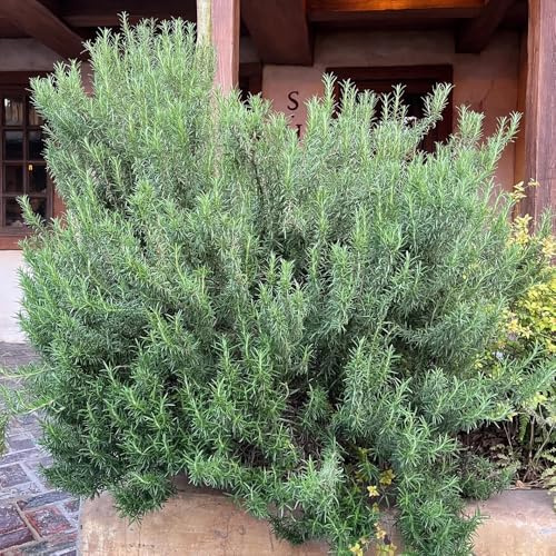 semillas de romero, rosmarinus, Jardín de para balcones, interior de romero colgantes medicinales, 400pcs