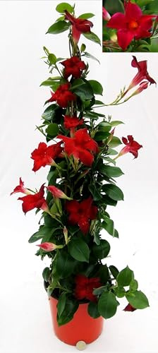 POWERS TO FLOWERS - MANDEVILLA DIPLADENIA ROSSA A PIRAMIDE H70CM, OFFERTA ULTIMI 20 PEZZI!!! pianta vera