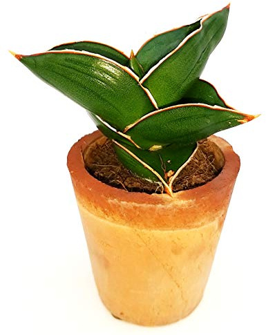 POWERS TO FLOWERS - SANSEVERIA SAMURAI IN VASO COCCIO, pianta vera
