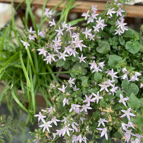 glockenblumesamen balkon, winterharte kübelpflanzen glockenblume gartendeko für draußen, balkonpflanzen herbst deko steingartenpflanzen 400pcs