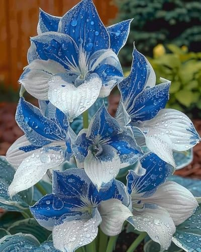 Bellissimo Hosta Bulbi, piante erbacee perenni, Hosta Bulbi grande, Ambiente paesaggistico, Hosta in vaso, profumate, pianta Hosta(Non artificiali)-10 Bulbi-F