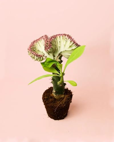 Euphorbia Lactea Cactus | Plantas Naturales Exterior | Pur Plant