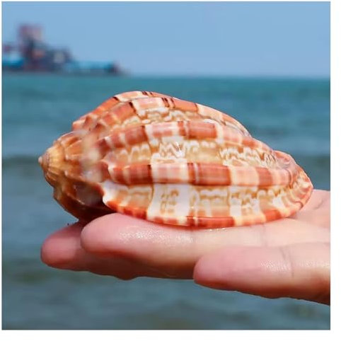 SFQEVHRZ Coquillages naturels， Coquille de Crabe ermite de 7 à 10 cm for décoration de Mariage, fête à thème de Plage, décorations for la Maison, Bricolage(7~8cm)